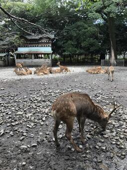 鹿 鹿の写真