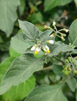 イヌホオズキ イヌホオズキ,小花,野草の写真素材