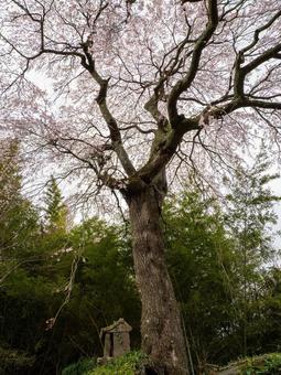 高田石割桜⑶ 高田石割桜⑶の写真