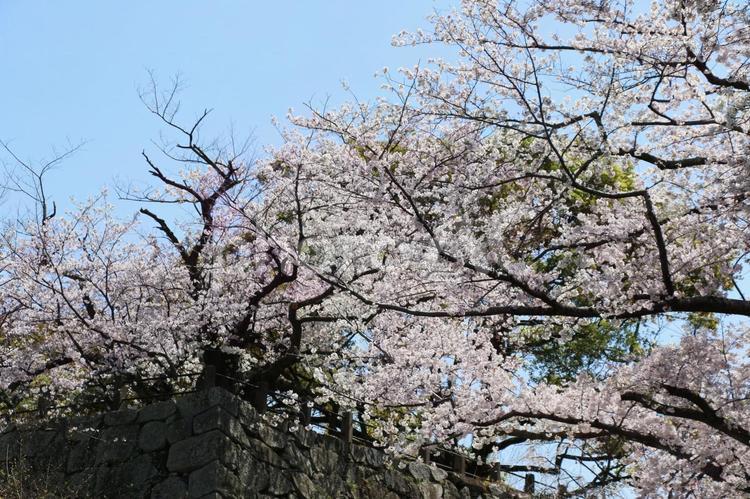 桜咲く 桜,さくら,花の写真素材