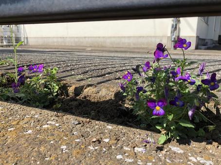 小さな花 小さな花の写真