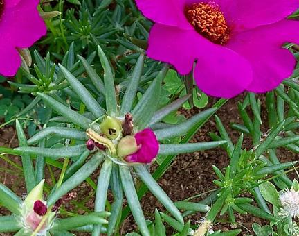 綺麗な花に忍び寄る青虫 綺麗な花に忍び寄る青虫の写真