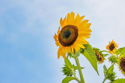 大きなヒマワリの花　風になびく花びら ひまわり,夏,青空の写真素材