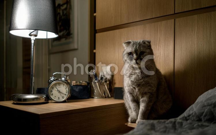 猫と目覚まし時計 猫,動物,時計の写真素材