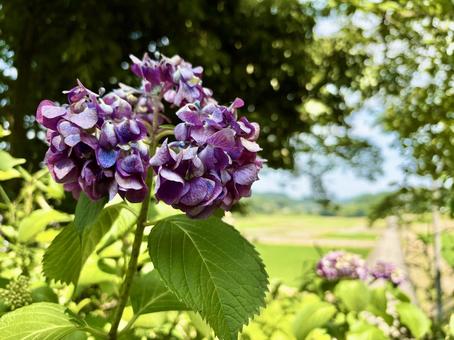 Purple Hydrangea, JPG Purple Hydrangea, JPG