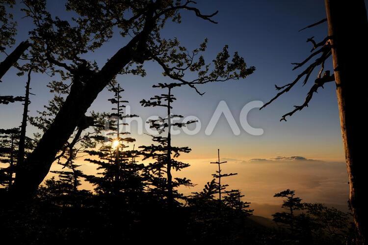 木々の中からの夜明け 夜明け,日の出,朝日の写真素材