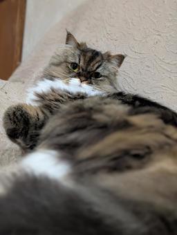 にゃんこ にゃんこの写真
