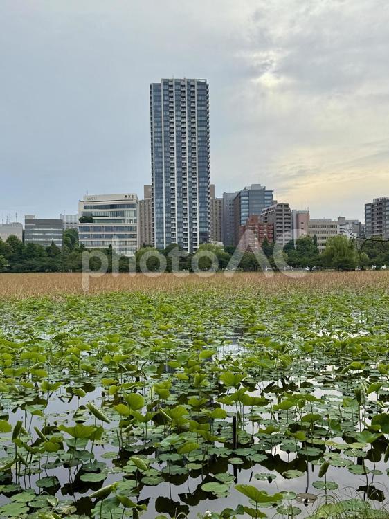 梅雨空の下蓮が生い茂る不忍池 不忍池,上野,上野恩賜公園の写真素材