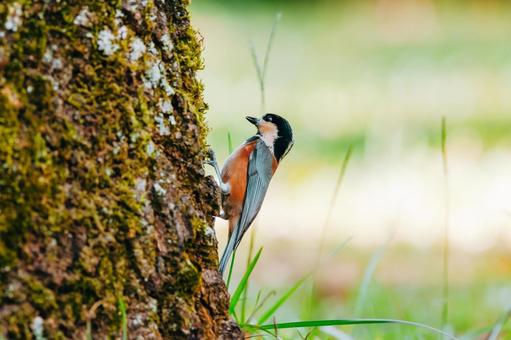 これから餌を探します ヤマガラ,野鳥,小鳥の写真素材