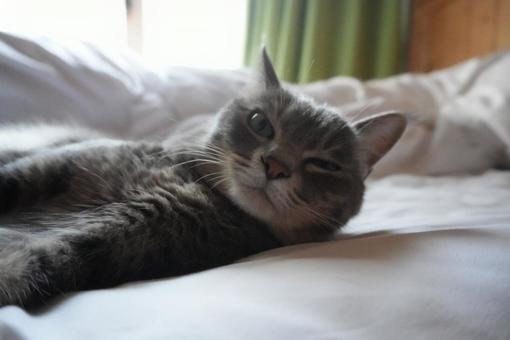 眠たい猫 眠たい猫の写真