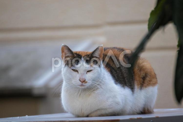 眠たげな表情で座る三毛のノラ猫 猫,眠る,かわいいの写真素材