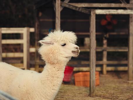 アルパカ アルパカ,動物,欧米の写真素材