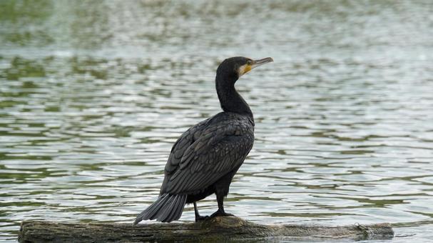 カワウ カワウ 水,鳥,湖の写真素材