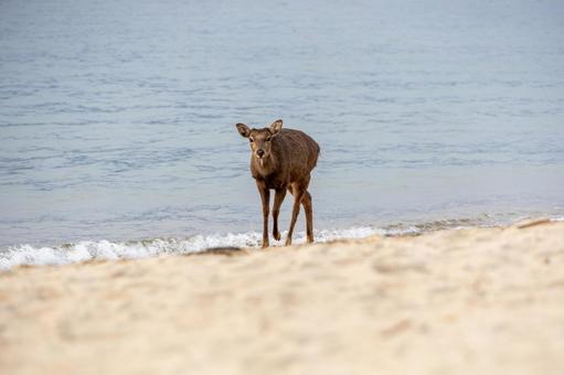 海を背に砂浜を歩く鹿 海を背に砂浜を歩く鹿 砂浜,波打ち際,動物の写真素材