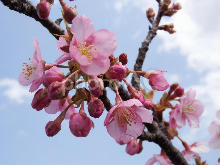 咲き始めた河津桜 公園,早咲き桜,桜の写真素材