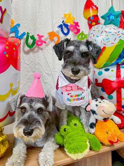 誕生日のお祝いをされるワンコ 誕生日のお祝いをされるワンコの写真