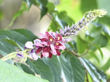 きれいな花 きれいな花の写真
