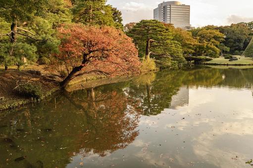 六義園の紅葉 六義園の紅葉の写真