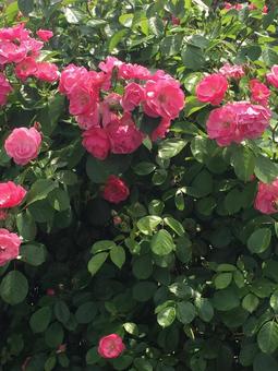 薔薇(ピンク) 薔薇(ピンク)の写真
