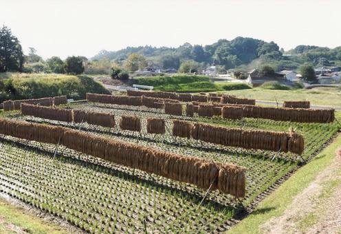 【風景写真】稲刈り後の田んぼの風景 【風景写真】稲刈り後の田んぼの風景 田んぼ,水田,田の写真素材