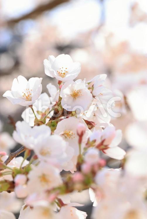 岩国　錦帯橋の桜 桜,さくら,サクラの写真素材