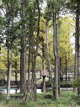森のアスレチック 森のアスレチック 自然,緑のある風景,木の写真素材