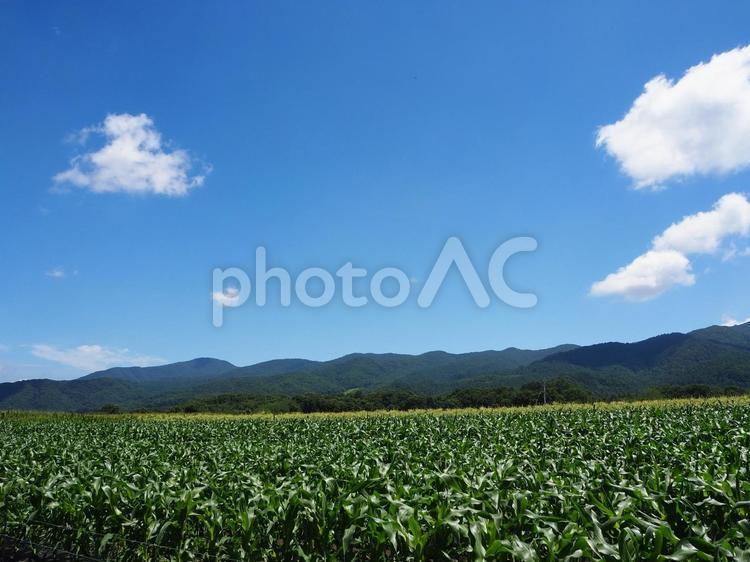 のどかな景色　田舎　キャベツ畑 田舎,のどか,風景の写真素材