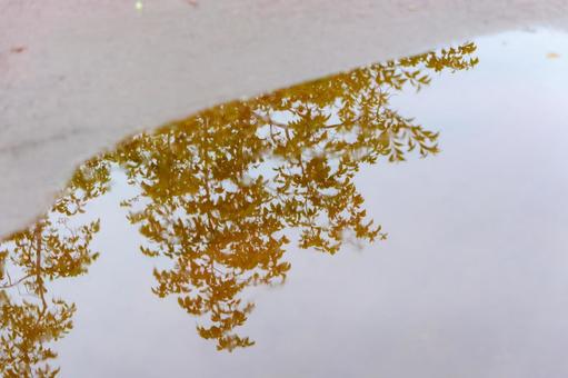 新緑映す水たまり 新緑映す水たまりの写真