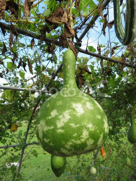 壺のような形状の植物園のひょうたん ひょうたん,植物,果実の写真素材