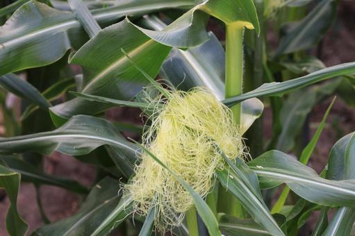 トウモロコシ とうもろこし,食べ物,つぶの写真素材