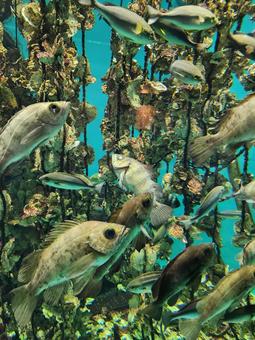 水草と魚 水草と魚の写真