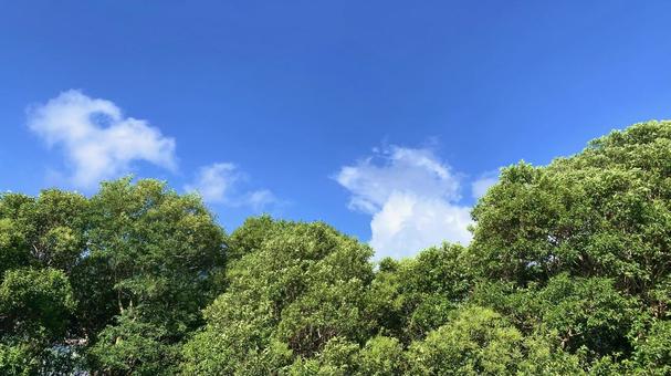 青空と雲と緑 青空と雲と緑 青空,空,白い雲の写真素材