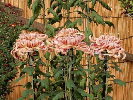 【花の写真】福山菊花展覧会の風景 キク,菊,菊花展の写真素材