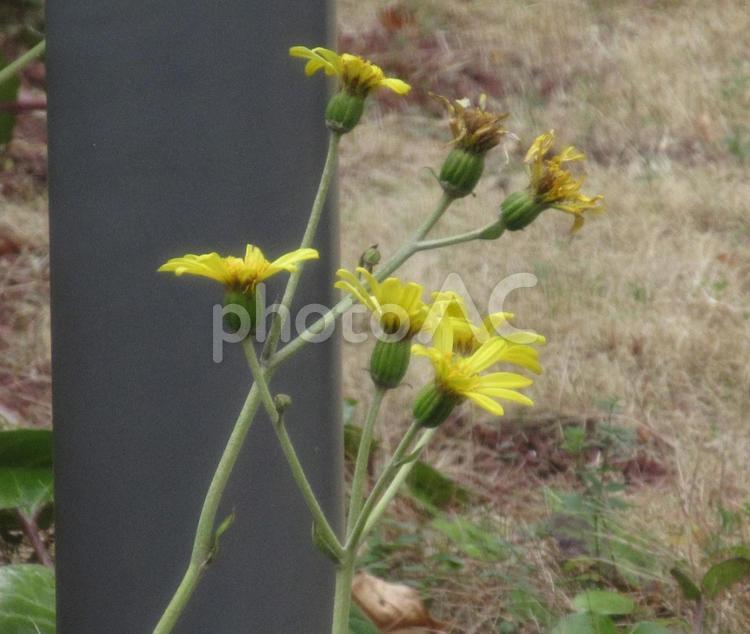 冬の寒い朝に咲く黄色い花 花,黄色,冬の写真素材