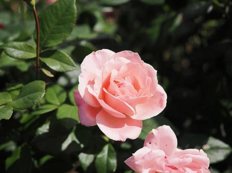 バラ園にてピンクの薔薇を撮影しました バラ園にてピンクの薔薇を撮影しましたの写真