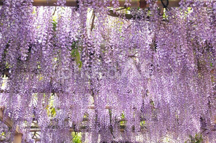   藤棚のクローズアップ 藤棚,ふじ棚,フジの写真素材