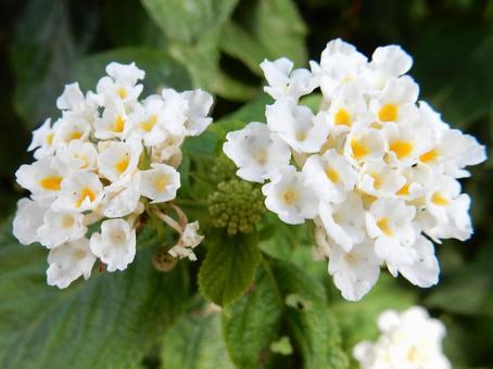 【花の写真】ランタナ（七変化） ランタナ,七変化,植物の写真素材