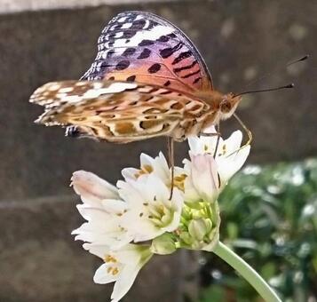 花にとまる蝶 花にとまる蝶の写真