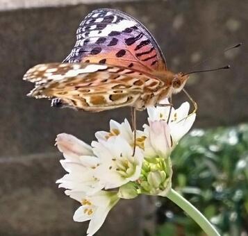 Butterflies Stuck in a Flower, butterfly, butterfly, stop, JPG