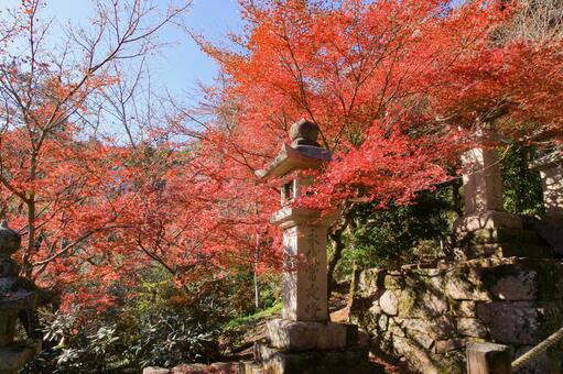 長谷寺 長谷寺,ならたび,紅葉の写真素材