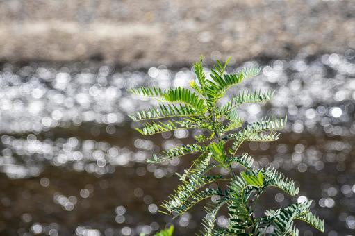 クララ⑹ クララ⑹の写真