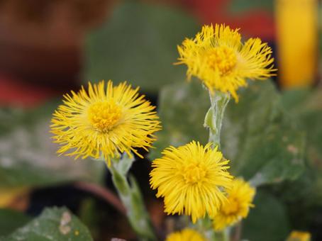 黄色い花　フキタンポポ③ フキタンポポ,コルツフット,黄色い花の写真素材