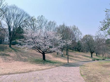 桜の咲く公園 桜の咲く公園 桜,花,咲くの写真素材