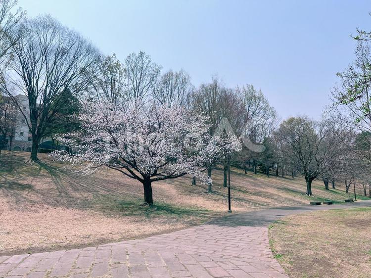 桜の咲く公園 桜,花,咲くの写真素材