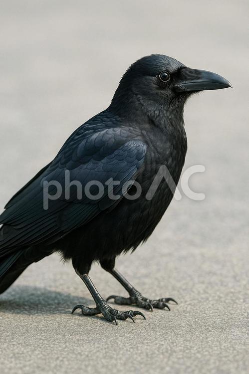 街中に佇むカラス カラス,鳥,都会の写真素材