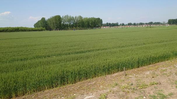 麦畑 麦畑 麦,麦畑,小麦の写真素材