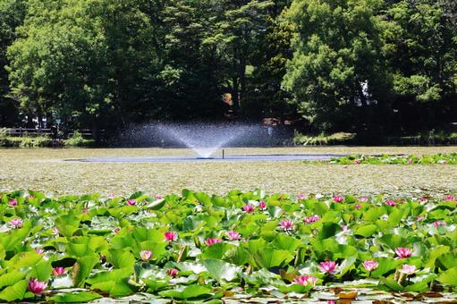 Water lilies in Hachironuma Park 2, JPG