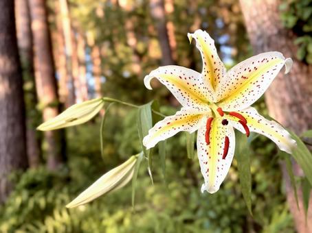Photo, yamayuri, mountain lily, flower, 