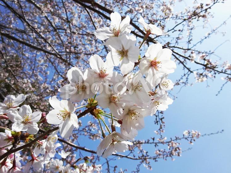 桜のあっぷっぷ 桜,さくら,サクラの写真素材