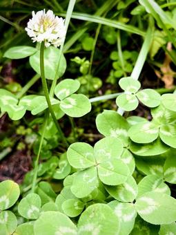 Photo, clover, white grass, netherlands genge, 